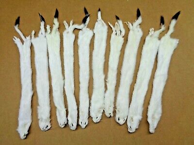 #1 Quality L Tanned White Ermine/weasel/fur/crafts/trapping/stocking Stuffers