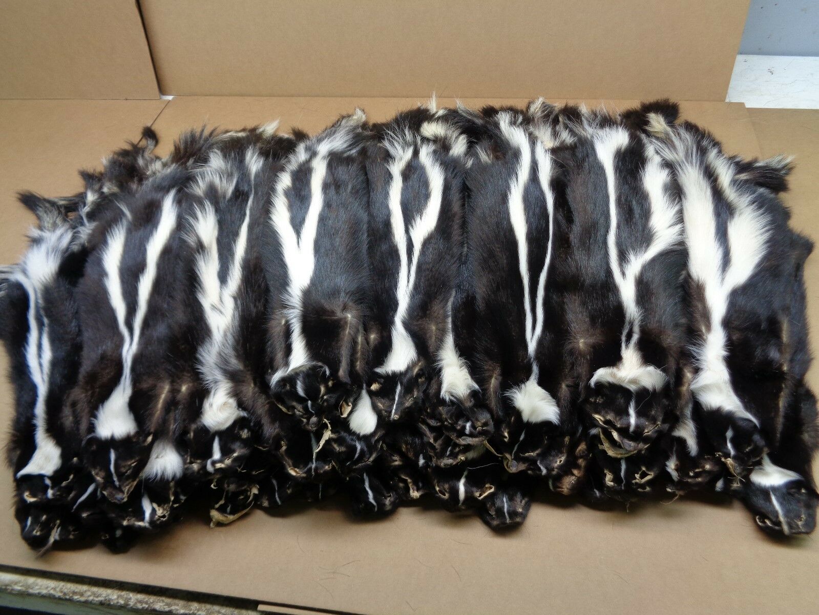 Professionally Prime Large #1 Tanned Striped Skunk Hide/fur/gag Gift/prank