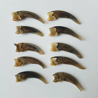 Badger Claws 10 Pack