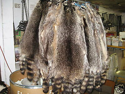 Tanned Raccoon Hides Fur Coats Trapping Furs Hats Bags Id Tag Red